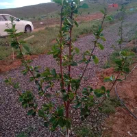باغ نزدیک شهر قیمت مناسب