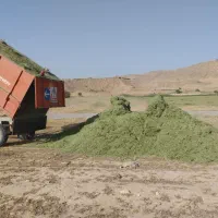 یونجه خرمنکوب(خرد شده)مرغوب وباکیفیت موجود هست