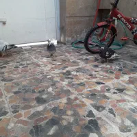 چهار کبوتر سه عدد پلاکی ویک شهری|پرنده|شیراز, دلجو|دیوار