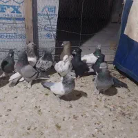 بهبهانی|پرنده|شیراز, اکبر آباد|دیوار