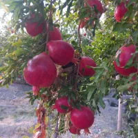 انار رازقند|خوردنی و آشامیدنی|سبزوار, گلشن|دیوار