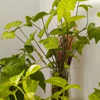 نظافت منزل صفرتاصد.چیدمان .اساس کشی