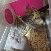 شش عدد عروس هلندی خوشگل با سه عدد تخم زیرش