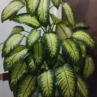 گل دیفن باخی