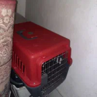 سگ پاکوتا نژاد فیندو نر همراه با باکس فی ۳ تومن|سگ|اردبیل, |دیوار