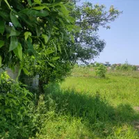 زمین نشتارود|فروش زمین و ملک کلنگی|نشتارود, |دیوار