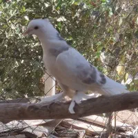 کبوتر شازده هما