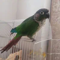 گرینچیک سخنگو