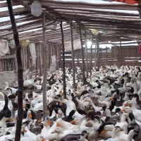 اردک فروش فوری قیمت مناسب