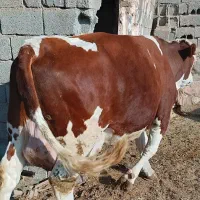 5 راس گاو با گوساله و آبستن سنگین