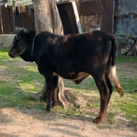 وزا کوله چالوسی