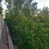 باغ ۳۰۰ متری دیوارکشی مملو از درختان میوه|فروش خانه و ویلا|کاشان, طاهرآباد|دیوار