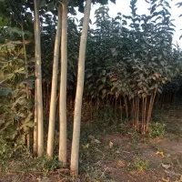 نهال و نهالستان تعاونی گوارشگ زیر قیمت بازار حراج|خدمات باغبانی و درختکاری|مشهد, توس فردوسی|دیوار