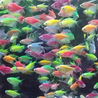 بارماهی گوشتخوار و گیاهخوار|ماهی|اهواز, نادری|دیوار