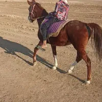 مادیان خالص ایرانی|اسب و تجهیزات اسب‌سواری|چمران, |دیوار