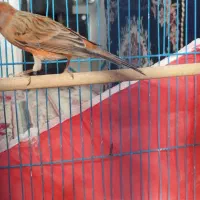 قناری سرخ نر|پرنده|مشهد مرغاب, |دیوار