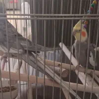 عروس هلندی|پرنده|مشهد, رضاییه|دیوار