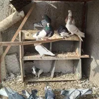 کبوتر|پرنده|قزوین, |دیوار