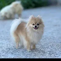 سگ بالغ|سگ|شیراز, اصلاح‌نژاد|دیوار