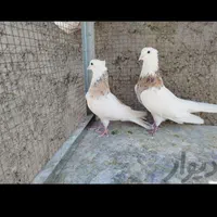 طوقی پاپر|پرنده|اصفهان, ارغوانیه|دیوار