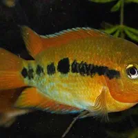 سیچلاید افرا،گورخری،فلاور