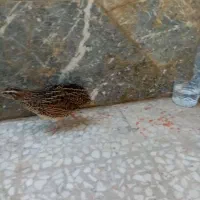 بلدرچین