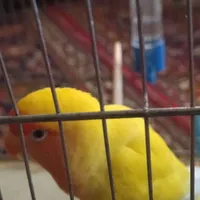 کوتوله برزیلی|پرنده|شیراز, لب آب|دیوار