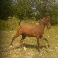کره نر