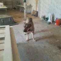 سگ سرابی گمشده