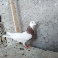 طوقی  کله  ساده  خال دم|پرنده|شیروان (خراسان), |دیوار