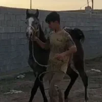 کره مادیون یکسر