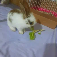 خرگوش بازیگوش خارجی نژاددار