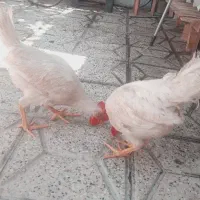 جوجه خروس