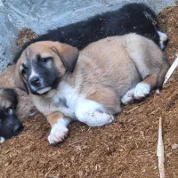 توله سگ|سگ|بافق, |دیوار