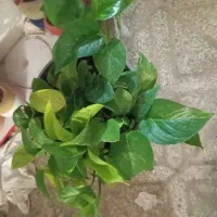 فروش ویژه پتوس|گل و گیاه طبیعی|شیراز, احمدآباد|دیوار