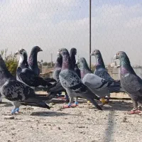 کفتر سبزوکوهی پلاکی زرنگ هوایی|پرنده|شیراز, شیخ علی چوپان|دیوار