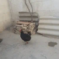 مرغ جوان  تخم گزار محلی