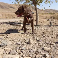 سگ امریکن پیتبول|سگ|سلفچگان, |دیوار