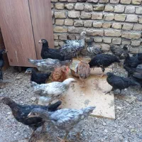 جوجه محلی واکسن خورده لاری ،سبزواری،دورگه|حیوانات مزرعه|بجنورد, |دیوار