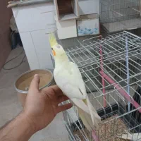 جوجه عروس هلندی|پرنده|قم, علی آباد سعدگان|دیوار