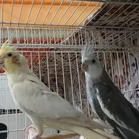 عروس هلندی کارداده