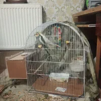 عروس هلندی|پرنده|خسروشاه, |دیوار