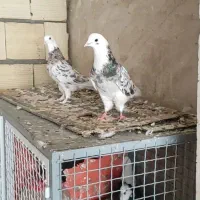 پرنده جفت هما سرور|پرنده|کهریزک, |دیوار