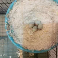 یه جفت قناری نر با تخم|پرنده|قرچک, شهرک طلائیه|دیوار