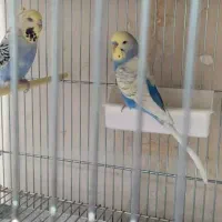 مرغ عشق انگلیسی|پرنده|ری, شهادت|دیوار