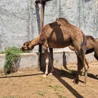 شتر زایده مهاری با کوات ماده