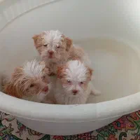 حیوان خانگی پت