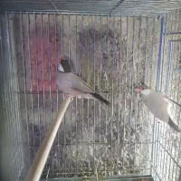 انواع فنچ سانان