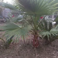 پالم واشنگتون تنه قرمز|گل و گیاه طبیعی|رشت, فرودگاه سردار جنگل رشت|دیوار