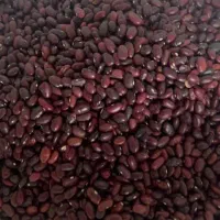 لوبیا قرمز خارجی